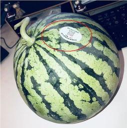 介休吃瓜网红,揭秘当地美食文化新风尚 第1张 介休吃瓜网红,揭秘当地美食文化新风尚 第1张