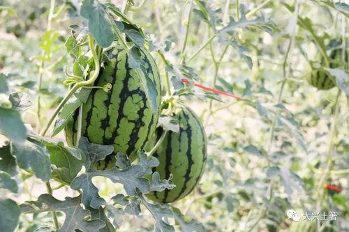 介休吃瓜网红,揭秘当地美食文化新风尚 第3张 介休吃瓜网红,揭秘当地美食文化新风尚 第3张